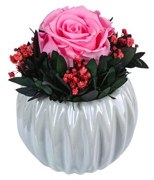 Dehner Keramik-Schale mit Longlife-Rose Perla, ca. Ø12/H16 cm