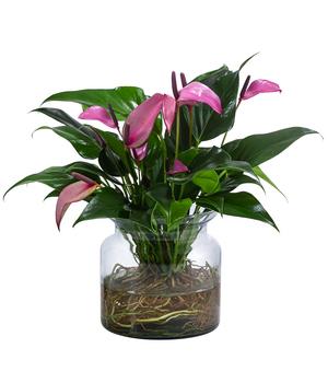 Waterplant Flamingoblume im Glas - Anthurium 'Zizou'
