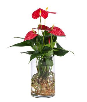 Waterplant Flamingoblume im Glas - Anthurium 'Red Champion'
