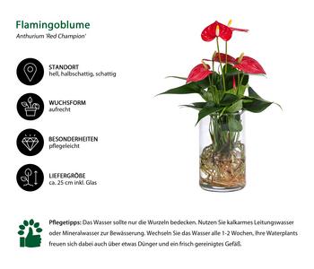 Waterplant Flamingoblume im Glas - Anthurium | Dehner