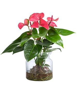Waterplant Flamingoblume im Glas - Anthurium 'Rosa Champion'