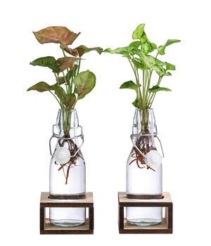 Waterplant-Set Purpurtute in Glasflaschen - Syngonium podophyllum, 2-teilig