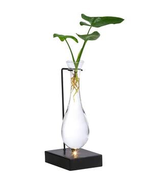 Waterplant Baumfreund im Glas - Philodendron 'Fun Bun', mit LED von Dehner, Grün Glas, Metall