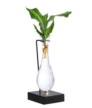 Waterplant Drachenbaum im Glas - Dracaena fragrans 'Burley', mit LED von Dehner, Grün