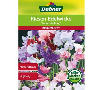 Dehner Samen Riesen-Edelwicke 'Supermischung'
