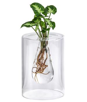 Waterplant Purpurtute im Glas - Syngonium podophyllum 'Arrow', ca. 30 cm