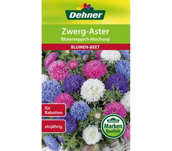 Dehner Samen für Zwerg-Aster 'Blütenteppich-Mischung'