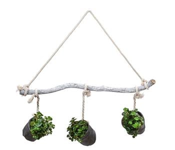 Wandhänger mit Fetthenne - Sedum makinoi 'Tornado', schwarz