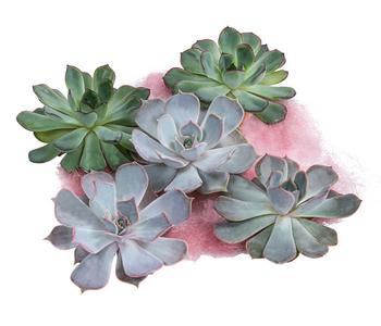 Echeverien-Set - Echeveria, 5-teilig, verschiedene Sorten