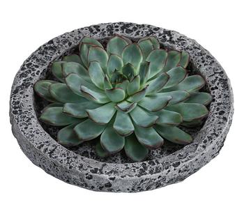 Echeverie - Echeveria in Beton-Schale, ca. Ø20/H8 cm
