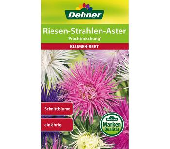 Dehner Samen Riesen-Strahlen-Aster 'Prachtmischung'