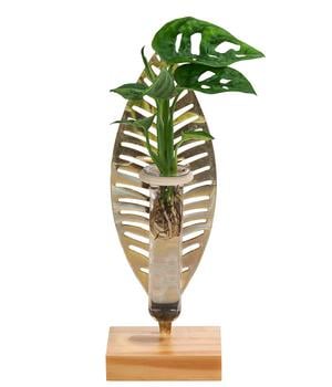 Waterplant Fensterblatt Verona im Reagenzglas - Monstera adansonii