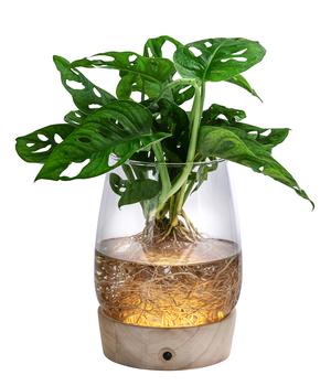 Waterplant Fensterblatt Kingston im Glas - Monstera adansonii, mit LED von Dehner, Grün Glas, Holz