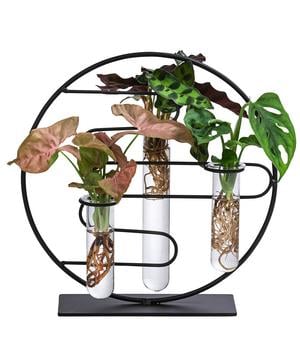 Waterplant-Set Dubai in Reagenzgläsern, 3-teilig