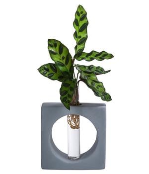Waterplant Korbmarante Manilla im Reagenzglas - Calathea insigne