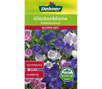 Dehner Samen Glockenblume 'Prachtmischung', Bunt