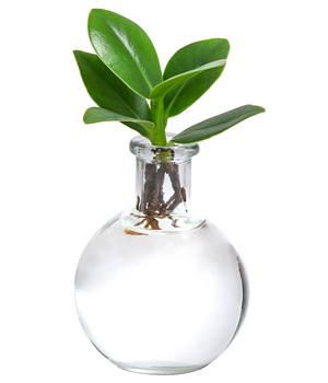 Waterplant Balsamapfel im Kugelglas - Clusia rosea 'Princess', ca. 15 cm