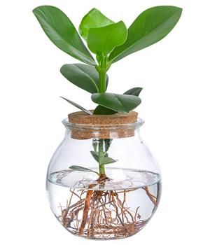 Waterplant Balsamapfel im Kugelglas - Clusia rosea 'Princess', ca. 30 cm