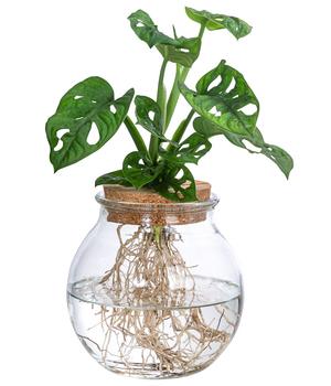 Waterplant Fensterblatt im Kugelglas - Monstera adansonii, ca. 25 cm von Dehner, Grün Glas, Kork