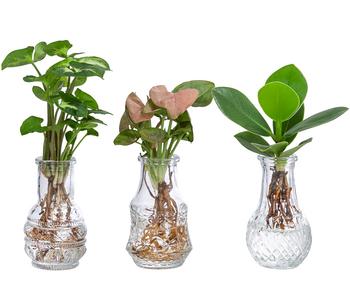 Waterplant-Set in Vasen, 3-teilig