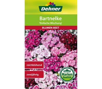 Dehner Samen Bartnelke 'Einfache Prachtmischung'