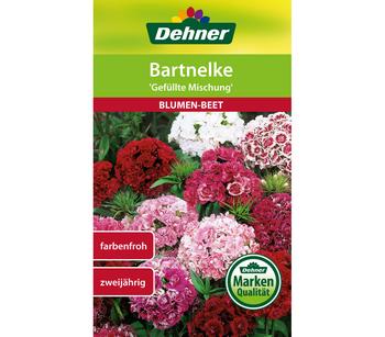 Dehner Samen Bartnelke 'Gefüllte Prachtmischung'