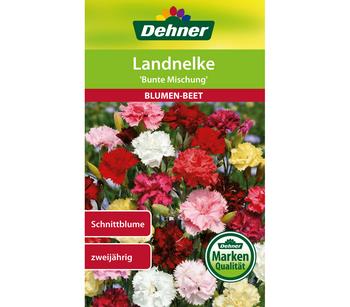 Dehner Samen Landnelke 'Bunte Mischung'