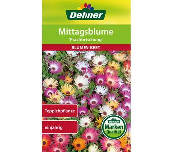 Dehner Samen Mittagsblume 'Prachtmischung'