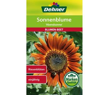 Dehner Samen Sonnenblume 'Abendsonne', Rot