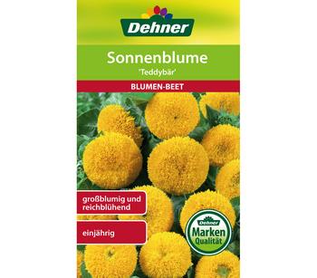 Dehner Samen für Sonnenblume 'Teddybär'