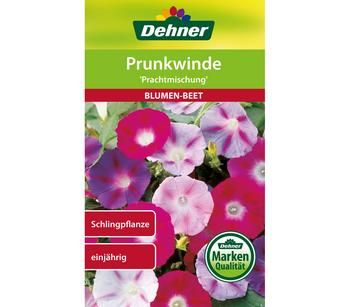 2 x Dehner Samen Prunkwinde 'Prachtmischung', Bunt - Mindestbestellmenge: 2 Stk.