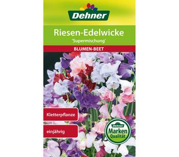 Dehner Samen Riesen-Edelwicke 'Supermischung'