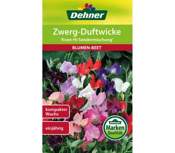 Dehner Samen Zwerg-Duftwicke 'Knee-Hi Sondermischung'