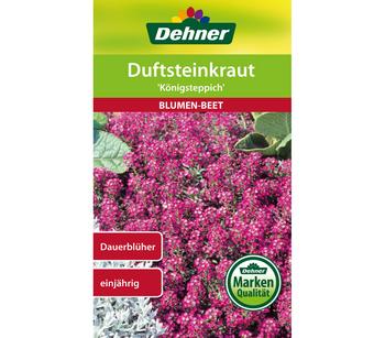 Dehner Samen Duftsteinkraut 'Königsteppich'