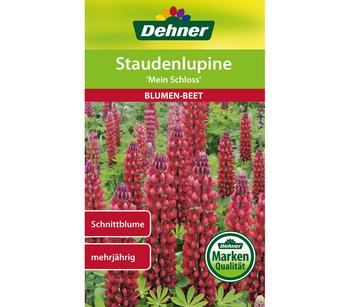 Dehner Samen Staudenlupine 'Mein Schloss', Rot