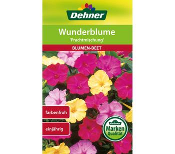 Dehner Samen Wunderblume 'Prachtmischung'