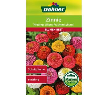 Dehner Samen Zinnie 'Niedrige Liliput Prachtmischung', Bunt