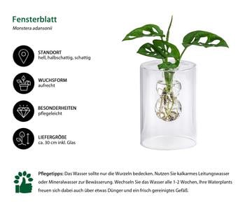 Waterplant Fensterblatt im Glas - Monstera adansonii, ca. 30 cm