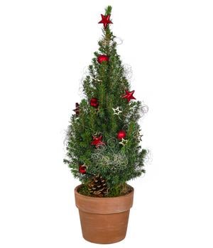 Geschmückter Weihnachtsbaum Terra