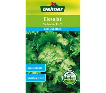 Dehner Samen Eissalat 'Laibacher Eis 3'