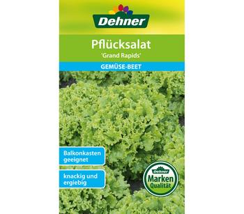 Dehner Samen Pflücksalat 'Grand Rapids'