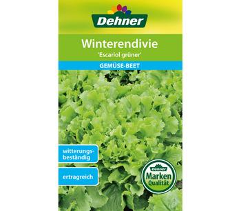 Dehner Samen Winterendivie 'Escariol grüner'