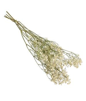 Trockenblumenbund Schleierkraut, weiß von Dehner - Naturmaterial