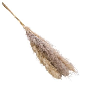 2 x Trockenblumenbund Pampasgras, natur von Dehner, Beige - Naturmaterial - Mindestbestellmenge: 2 Stk.