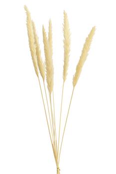 Trockenblumenbund Pampasgras von Dehner, Beige - Naturmaterial
