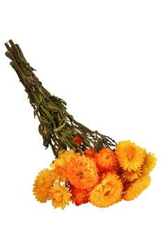 Germany product data sample: Trockenblumenbund Strohblume