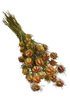 Trockenblumenbund Nigella mit Fruchtstand von Dehner, Beige - Naturmaterial