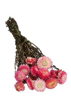 2 x Trockenblumenbund Strohblume von Dehner, Rosa - Naturmaterial - Mindestbestellmenge: 2 Stk.