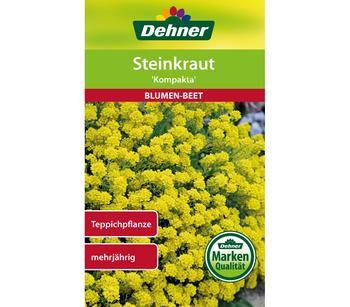 2 x Dehner Samen Steinkraut 'Kompakta', Gelb - Mindestbestellmenge: 2 Stk.