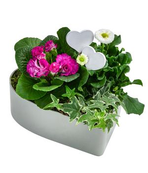 Herz Rosea, ca. H25/B22 cm